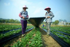 澳门永利赌场_澳门永利网址_澳门永利网站_比大水漫灌减少50%以上